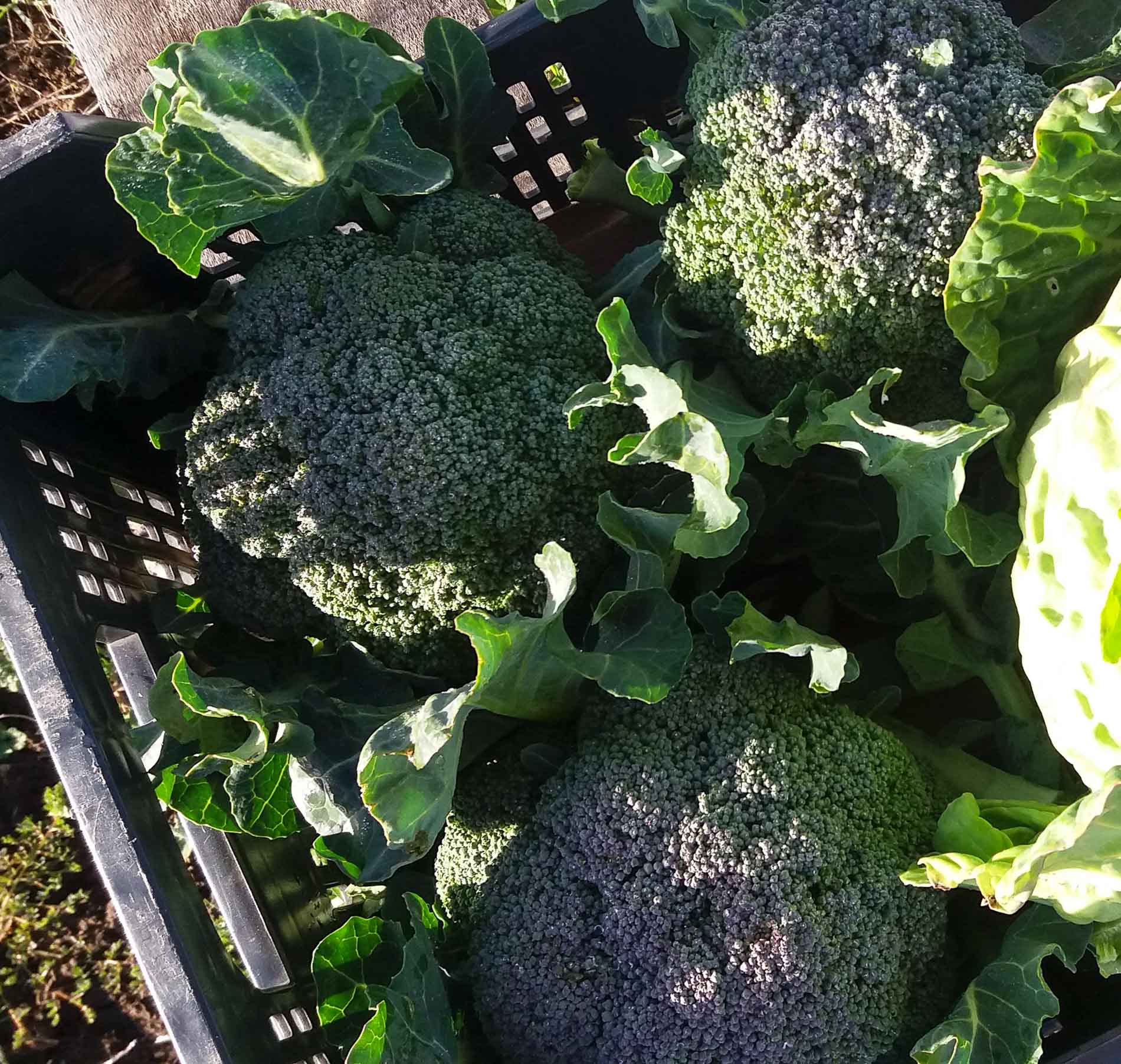 Brócoli