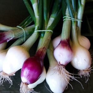 Cebolletas blancas y moradas naturales de Agricultura agroecológica en Salamanca. Hortalizas