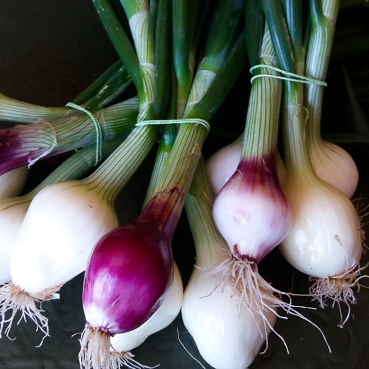 Cebolletas blancas y moradas naturales de Agricultura agroecológica en Salamanca. Hortalizas